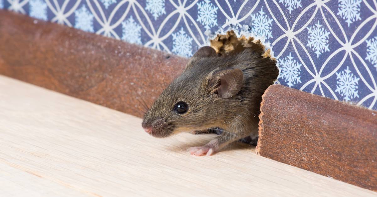 A small gray mouse peeking through a hole near the baseboard of a wallpapered wall before invading a home.